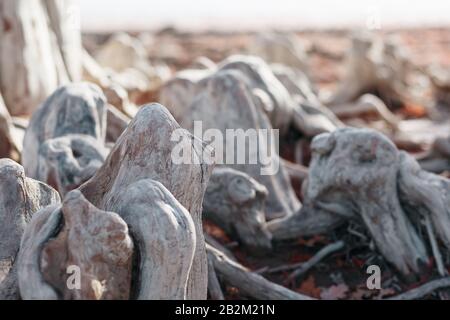 Das Stammsystem der Cypress-Bäume im Herbst. Majestätische und Schöne Bäume, Blick von unten. Marsh Cypresses, Sukko, Krasnod Stockfoto