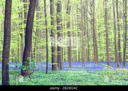 Frühlingslandschaft im Wald mit blühenden blauen Blüten lila Blüten Stockfoto