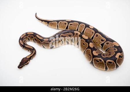 Ein auf weißem Hintergrund isolierter Royal/Ball Python (Python Regius) Stockfoto