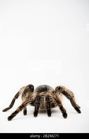 Eine honduranische Curly Hair Tarantula isoliert auf weißem Hintergrund Stockfoto