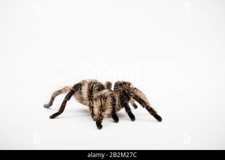 Eine honduranische Curly Hair Tarantula isoliert auf weißem Hintergrund Stockfoto