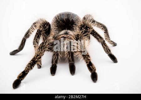 Eine honduranische Curly Hair Tarantula isoliert auf weißem Hintergrund Stockfoto