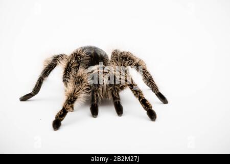 Eine honduranische Curly Hair Tarantula isoliert auf weißem Hintergrund Stockfoto