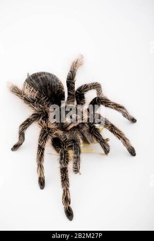 Eine honduranische Curly Hair Tarantula isoliert auf einem weißen Hintergrund, der sich von einer Heuschrecke ernährt Stockfoto