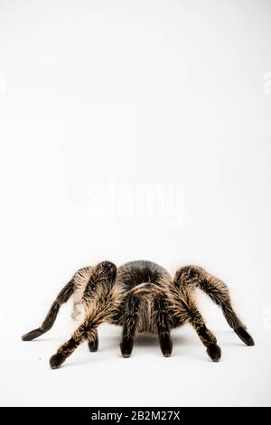 Eine honduranische Curly Hair Tarantula isoliert auf weißem Hintergrund Stockfoto