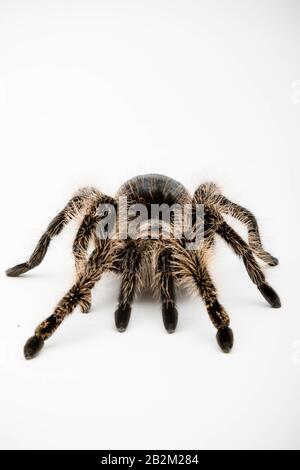 Eine honduranische Curly Hair Tarantula isoliert auf weißem Hintergrund Stockfoto