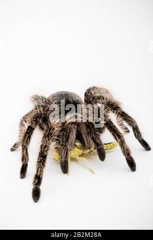 Eine honduranische Curly Hair Tarantula isoliert auf einem weißen Hintergrund, der sich von einer Heuschrecke ernährt Stockfoto