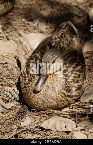 Weibliche Mallard Duck, getarnt auf dem Boden Stockfoto