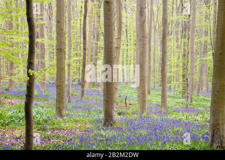 Frühlingslandschaft im Wald mit blühenden blauen Blüten lila Blüten Stockfoto