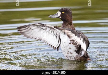 Eine weibliche, getufte Ente auf dem Kellersee in Malente/Norddeutschland. Stockfoto