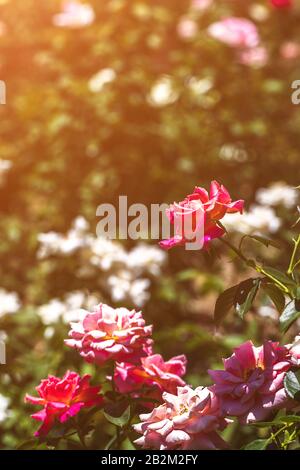 Schöne Gartenrosen, die im Park wachsen. In voller Blüte mit Sonnenlicht. Stockfoto