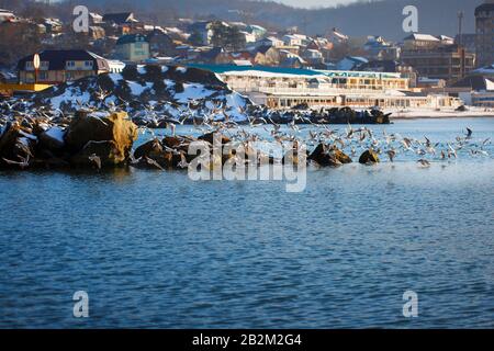 Eine Möwenschar zieht über das Meer. Wintermeer an der Küste von Dzhubga. Krasnodar-Territorium, Tuapse-Distrikt Stockfoto