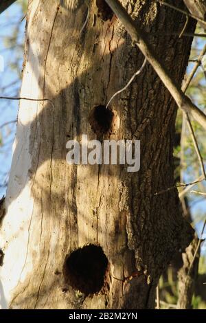 Vogelperspektive Löcher im toten Baum Stockfoto