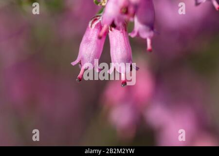 Detail der blühenden erica erigenea tiefrosa Frühlingsblumen Stockfoto