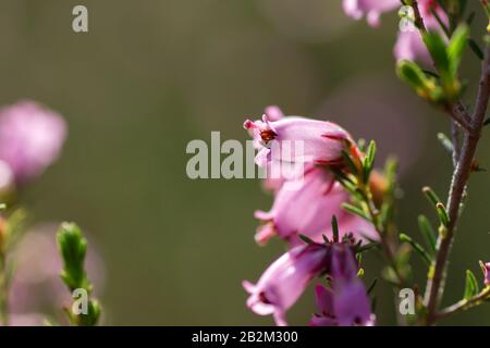 Detail der blühenden erica erigenea Frühling rosafarbene Blumen Stockfoto