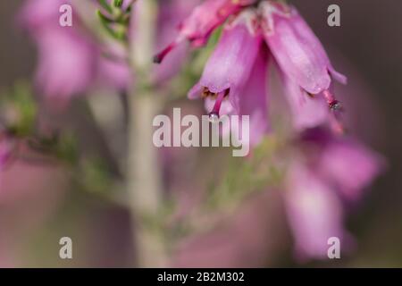 Detail der aufblühenden erica erigenea depp Rosa Blumen Stockfoto