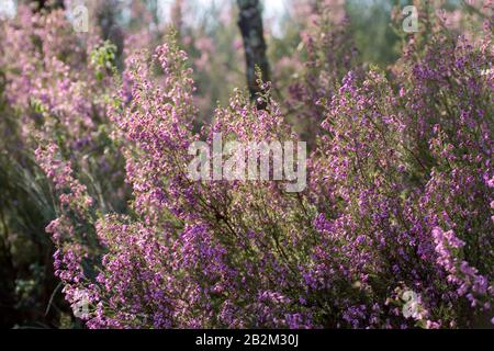 Erica erigenea pinkfarbene Blumen blühen im Frühjahr Stockfoto