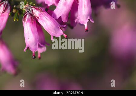 Detail der blühenden erica erigenea tiefrosa Frühlingsblumen Stockfoto