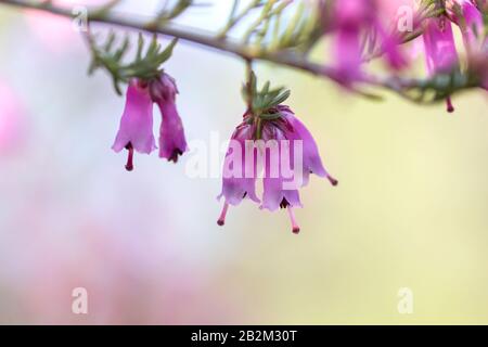 Detail der blühenden erica erigenea Frühling rosafarbene Blumen Stockfoto