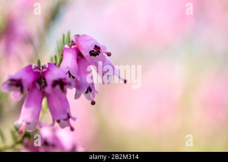 Erblüht erica erigenea schöne Frühlingssblüten rosa Blumen nah oben, Kopier Raum, Bokeh, Pastellfarben Stockfoto