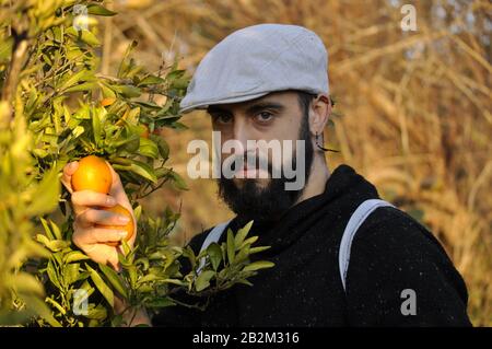Bärtiger Mann pflückt im Herbst eine Orange vom Baum/Weißer Mann, der einen Liegeplatz im Hof trägt. Vintage man überwacht ein Feld. Stockfoto