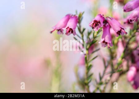 Detail der blühenden erica erigenea Frühling rosafarbene Blumen. Bokeh, Kopieraum, Pastellfarben, wunderschönes Frühlings- und Umweltkonzept, Stockfoto