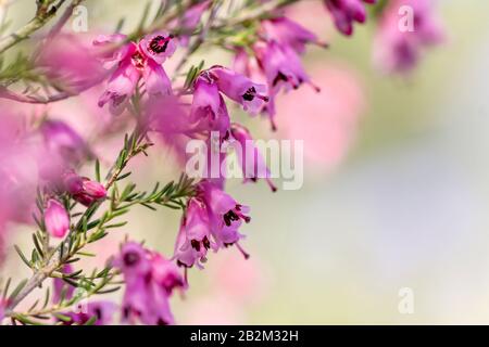 Detail der blühenden erica erigenea Frühling rosafarbene Blumen Stockfoto