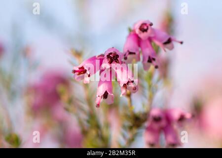 Detail der blühenden erica erigenea Frühling rosafarbene Blumen Stockfoto