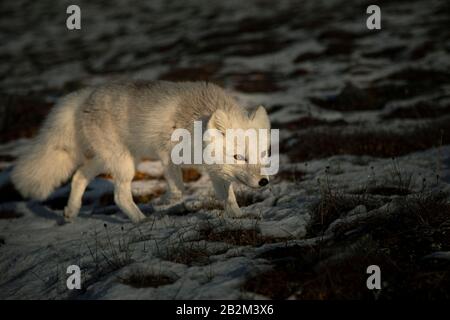 Hungriger Polarfuchs lauert in der Arktis herum Stockfoto