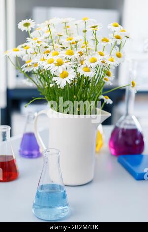 Eine große Vase mit Gänseblümchen im chemischen Labor, Kolben mit farbigen Flüssigkeiten, die auf dem Tisch stehen. Festtag, der Tag des Chemikers, der Holi Stockfoto