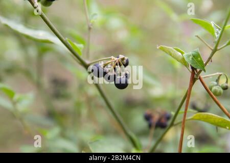 Amerikanische schwarze Nachtschattengewächs Beeren Stockfoto