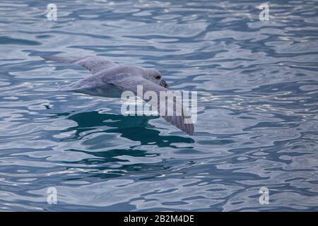 Arktischer Fulmar flieht in der Nähe von Wasser in der Arktis Stockfoto