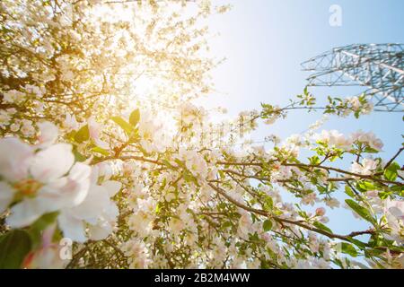 Aufblühender apfelbaum, der im Sonnenlicht dicht auf dem Hintergrund von Stromleitungen gedrillt ist. Umspanntürme Stockfoto