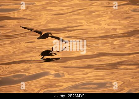 Arktischer Fulmar flieht in der Nähe von Wasser in der Arktis Stockfoto