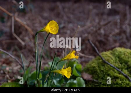 Detail der blühenden Narzissen bulbocodium gelben Blumen Stockfoto