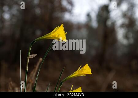 Details der Narzissen bullbocodium gelben Blumen blühen Stockfoto