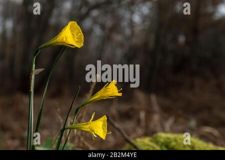 Details zu Narzissen bullbocodium gelben Blumen blühen Stockfoto