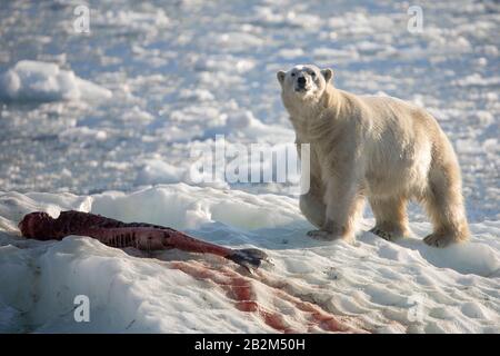 Großer Eisbär auf dem schwimmenden Eis in der Arktis. Spitzbergen, Norwegen Stockfoto