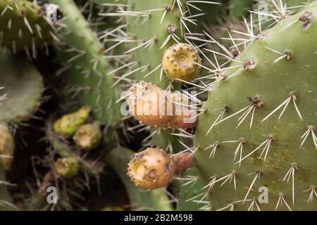 Details zu den Opuntia ficus indica Früchten sind als Tunas bekannt Stockfoto