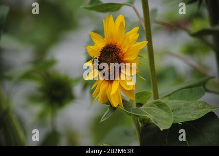 Gewöhnliche östliche Hummeln sammeln Pollen von einer offenen Sonnenblume Stockfoto