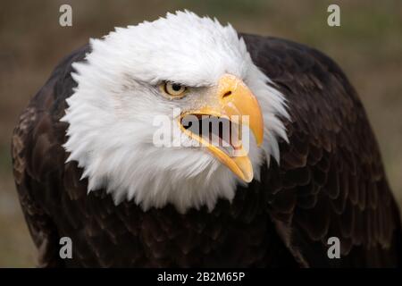 Gesichtsporträt eines wilden amerikanischen Weißkopfadlers Stockfoto