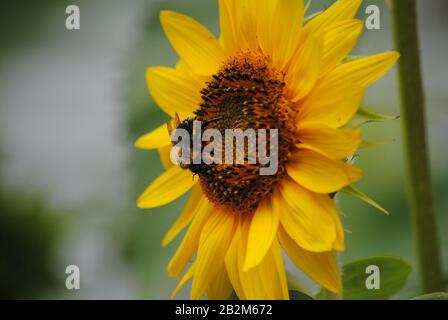 Gewöhnliche östliche Hummeln sammeln Pollen von einer offenen Sonnenblume Stockfoto