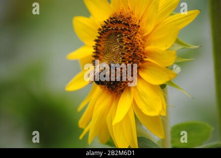 Gewöhnliche östliche Hummeln sammeln Pollen von einer offenen Sonnenblume Stockfoto