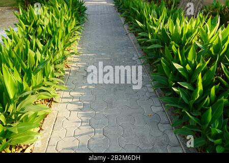 Blick auf den Landschaftsgarten mit Pflanzen und Steinen. Hinterhof des Wohnhauses. Steinerner Fußgängerweg, der in die Ferne geht. Stockfoto