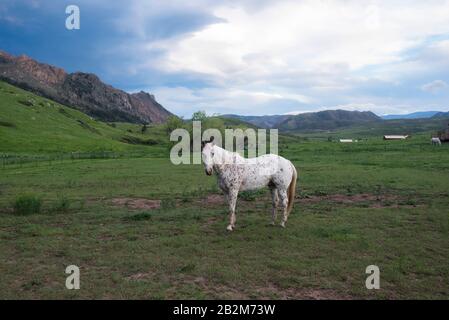Ein wunderschönes, weiß geflecktes Pferd auf einem Feld, das für die Kamera posiert, mit weit entfernten Bergen in Colorado Stockfoto
