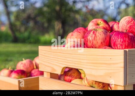 Reife Äpfel in einer Holzkiste auf Gras Stockfoto