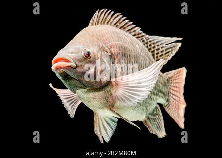 Mosambik Tilapia Oreochromis mossambicus isoliert auf Schwarz Studio Aquarium Geschossen Stockfoto