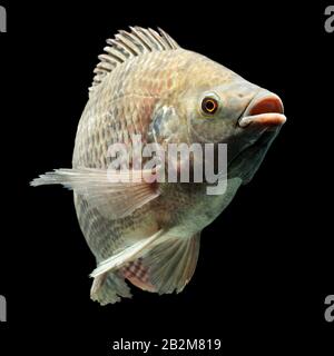 Mosambik Tilapia Oreochromis mossambicus isoliert auf Schwarz Studio Aquarium Geschossen Stockfoto