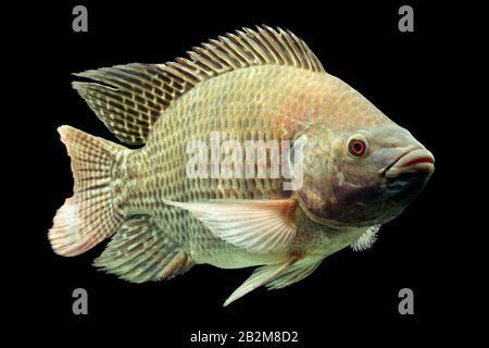 Mosambik Tilapia Oreochromis mossambicus isoliert auf Schwarz Studio Aquarium Geschossen Stockfoto