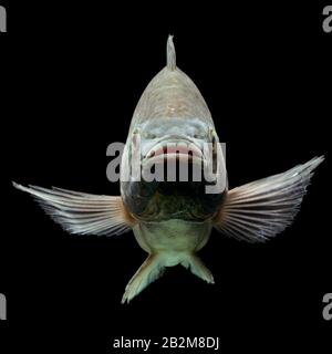 Mosambik Tilapia Oreochromis mossambicus isoliert auf Schwarz Studio Aquarium Geschossen Stockfoto